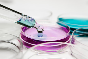 Pipette with drop of color liquid and petri dishes