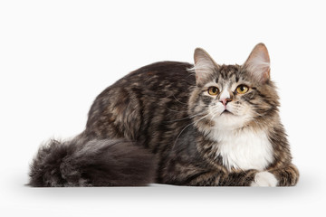 Obraz premium Kotek syberyjski żółwia z białym na białym tle