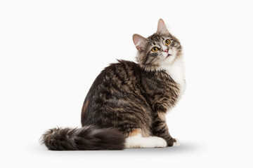 Tortoise siberian kitten with white on white background