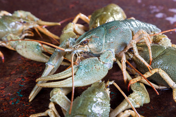 Live crayfish