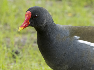 Teichralle - Gallinula chloropus
