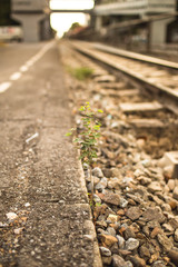 Small plant growing up between the railway