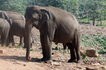 Fototapeta premium Elephants orphanage in Pinnawela, Sri Lanka.