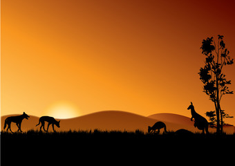 Fototapeta na wymiar dingo and kangaroos in sunset