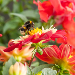 bienen1