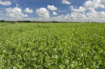 pea summer field in farm