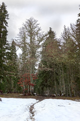 passage from bellecombe, park of Vercors,  France