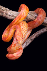 Naklejka premium Corn snake wrapped around an old branch