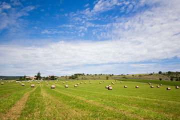 Fototapeta premium Summer rural landscape with a field and haystacks