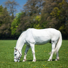 Obraz na płótnie Canvas Arabian white horse in a green field