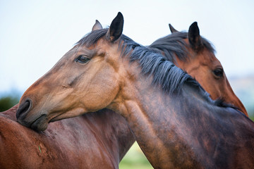 Two twin 6 year old bay horses cleaning each other