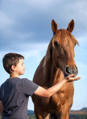 A happy child feeding a hungry and honorable horse