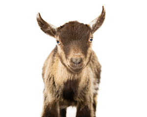 'Lucky' the Pigmy goat