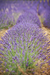 Naklejka premium Lavender flower in a field