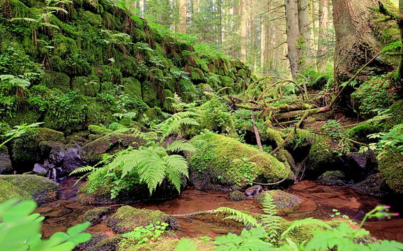 wilde Schlucht im Schwarzwald