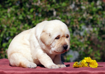 newborn yellow labrador puppy with dandelions
