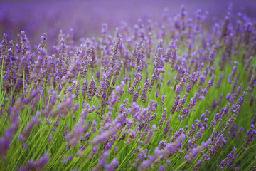 Lavender flower in a field