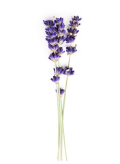 Lavendel