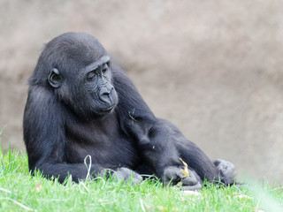 figure of the young gorilla