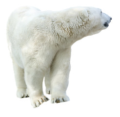 Arctic polar bear, Ursus maritimus