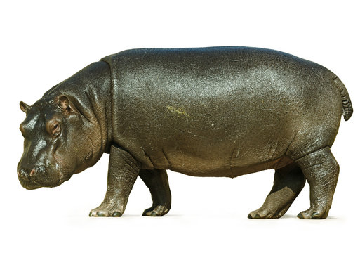 Baby Hippo Isolated on White Background