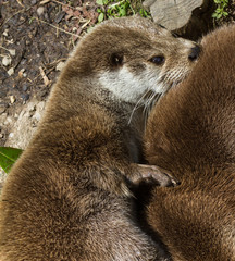 otter