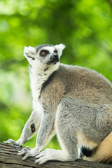 Ring tailed lemur