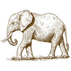 vector illustration of engraving elephant - 67246192