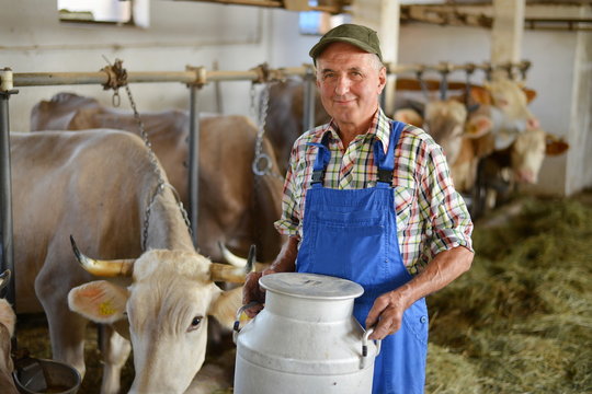 Farmer is working on the organic farm with dairy cows