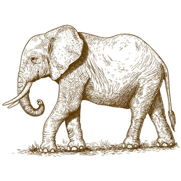 vector illustration of engraving elephant