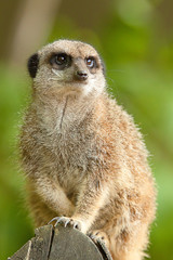 alert meerkat 8264