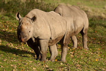 pair of black rhino 10318