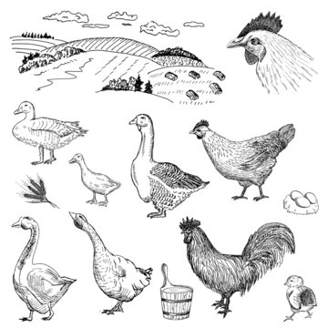 poultry yard