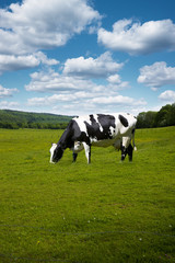 Schwarz-Wei&szlig;e Kuh auf der Weide