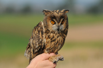 Long-eared Owl (Asio otus, previously Strix otus)