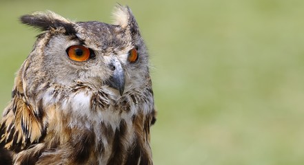 Eagle Owl.