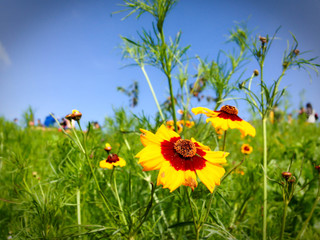 Flowers in the garden