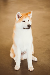 Fototapeta premium Akita Dog (Akita Inu, Japanese Akita) close up portrait