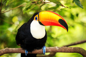 Colorful tucan in the aviary
