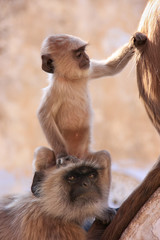 Obraz premium Baby Gray langur sitting with mother, Pushkar, India