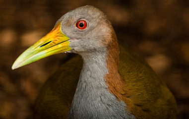 Schau mir in die Augen