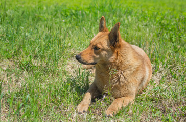 Fototapeta premium Mixed breed dog lying in the grass under warm summer sun