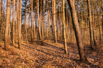 Beautiful Landscape. Spring Time Forest At Sunset