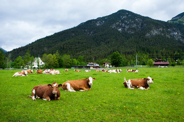 Fototapeta na wymiar cows laying down on the meadow