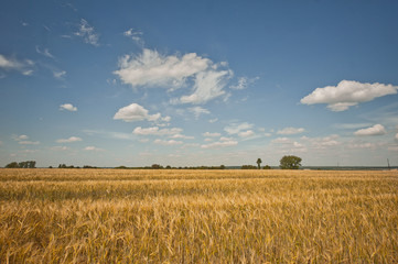 Field landscape with a rye.