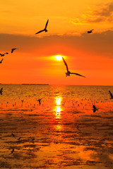Seagulls and sunset at the sea © Photo Gallery