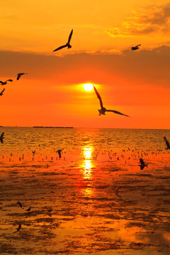 Seagulls And Sunset At The Sea