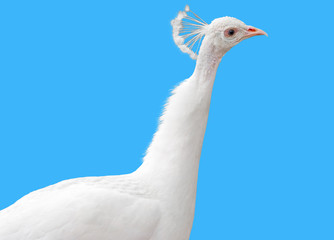 large beautiful white peacock