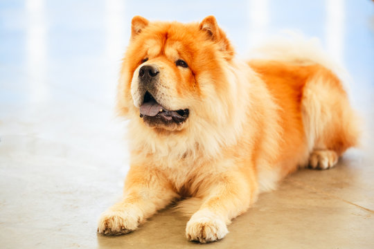 Brown Chines Chow Chow Dog