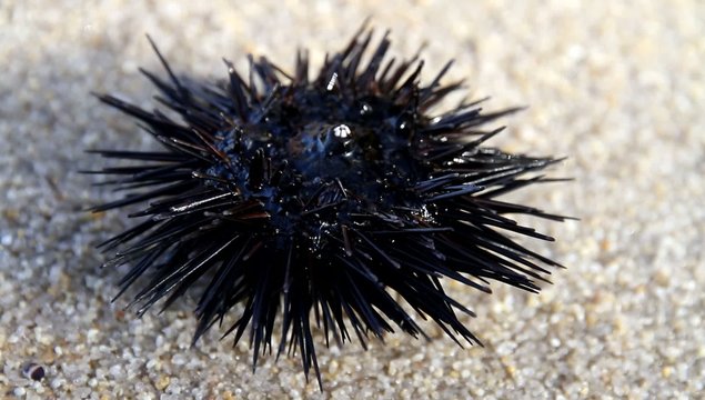 Sea urchin in aegean sea Greece